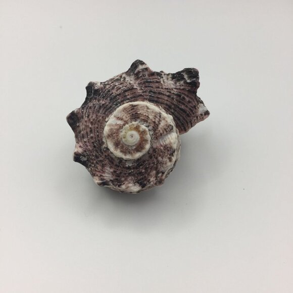 Vintage Set of 2 Seashell Magnets Starfish Sea Star Shell Hawaii Souvenir Fridge - Picture 6 of 10